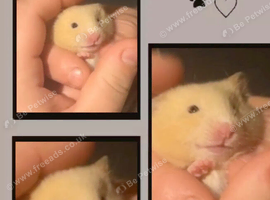 1 MALE BLONDE/WHITE SYRIAN HAMSTER LEFT