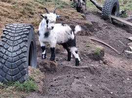 1 pygmy cross buckling and 2 yearlings for sale