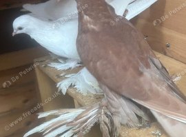 14 birds free to good home