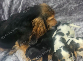 Show type cocker spaniel puppies
