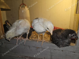 Hybrid chicks