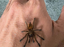 4cm Obt Tarantulas