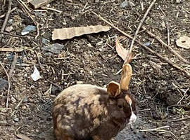 Dutch rabbits