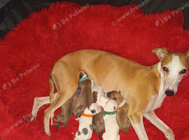 Kc whippet puppys