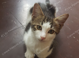 Playful male kitten, 12 weeks old.