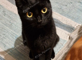 Luna looking for a new home