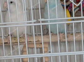 Breeding pair of parrotlets