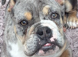 Handsome bulldog