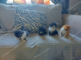 Beautiful fluffy kittens