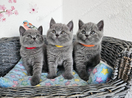 British Shorthair Kittens