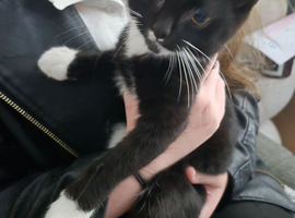 10 week old kittens