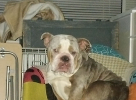 Old time english bulldog