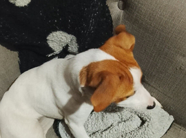 Jack russell