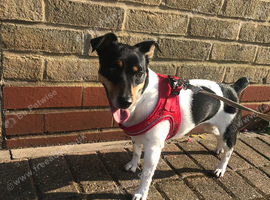 Jack Russell