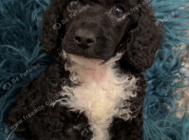 Black and white toy poodle
