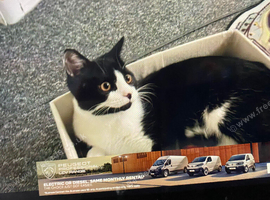 Urgent new home needed for my cat