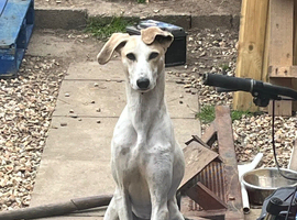 Male  Lurcher