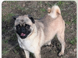 Pug