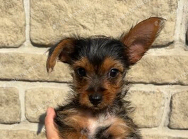 5 Yorkshire terrier puppies for sale*one boy left*