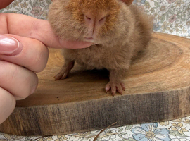 Pure bred teddy pig