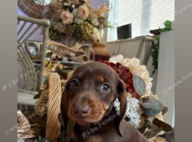 Duchund puppies
