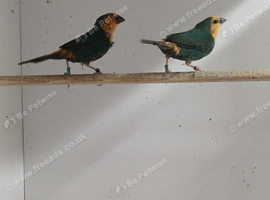 DNA pair sea green parrot finches for sale