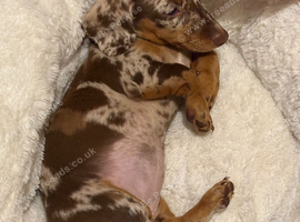 KC REG 12 week old dapple miniature dachshund
