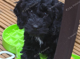 Stunning F1 Cockerpoo Girl Puppies Ready Now!