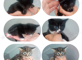 Kittens for sale