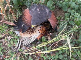 Male harris hawk