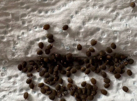 Indian stick insect eggs