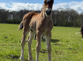 Big sweet natured section d colt to make 15.2hh+