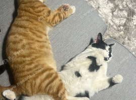 Male ginger cat