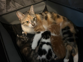 Mixed litter available