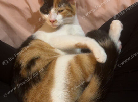 Beautiful Calico Cat Callie