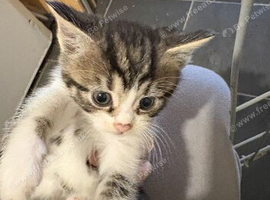 Two beautiful cats ready for their new homeGirls