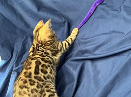 Full pedigree brown rosette bengal kitten ready now