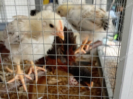 3week old cocks