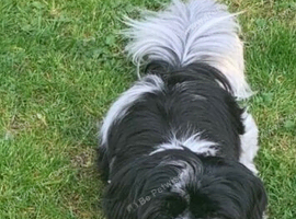 Black and white girl shihtuz