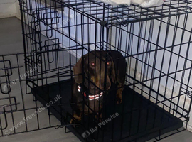 Rose Choclate Miniture dachshund for sale