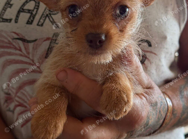 Chorkie boy pup