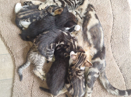 Kittens