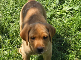 Beautiful litter of puppies Ready to go now