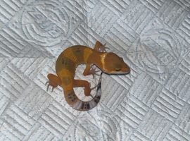 Young leopard gecko (unsexed) ready to go in 6/7 weeks!