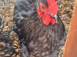 Pekin cockerel