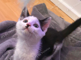 2 kittens ready for new home