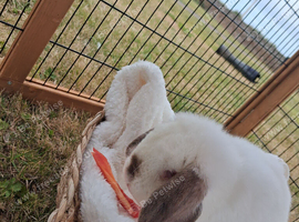 Four month mini lop buck