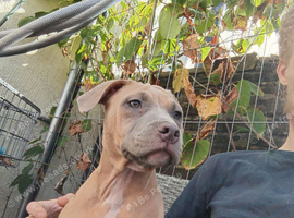 1 year 3 months old female mix breed