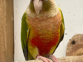 Conure