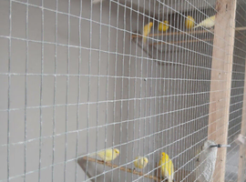 Fife Canaries